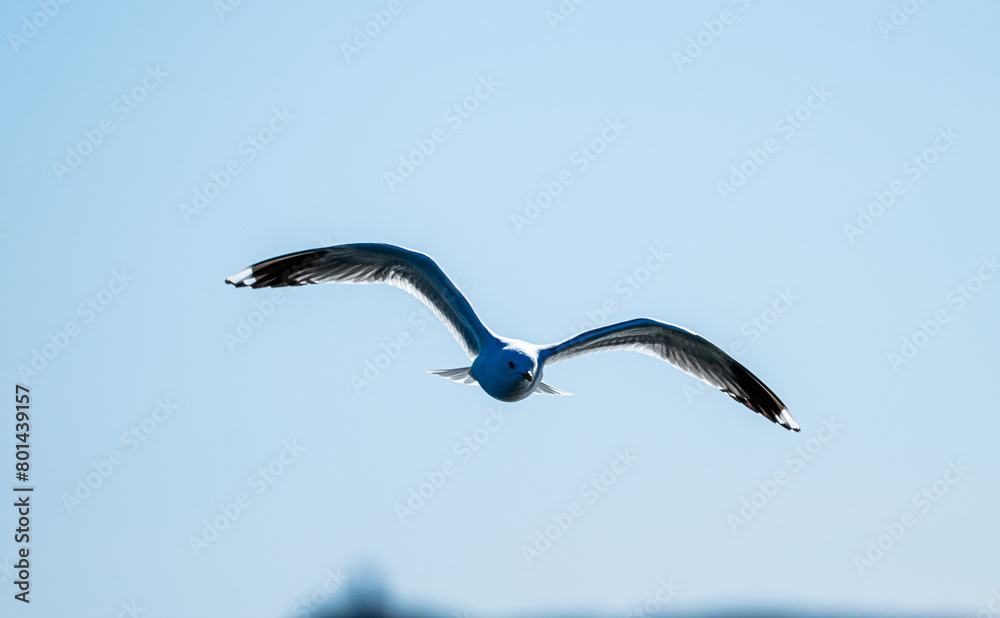 Herring gull Larus argentatus fishing in a small bay. Herring gull Larus argentatus fishing in a small bay.