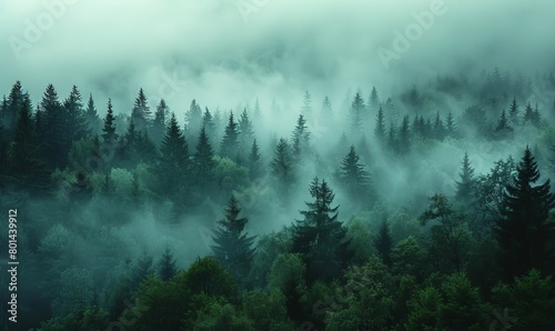 fog in the forest