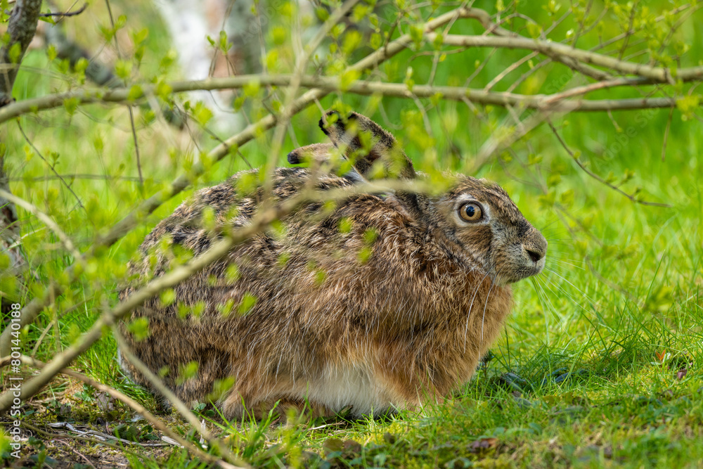 European hare Lepus europaeus hiding under a hedge in spring sun. European hare Lepus europaeus hiding under a hedge in spring sun.