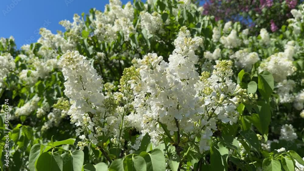 Beautiful white lilacs flowers. Beautiful white lilacs flowers.