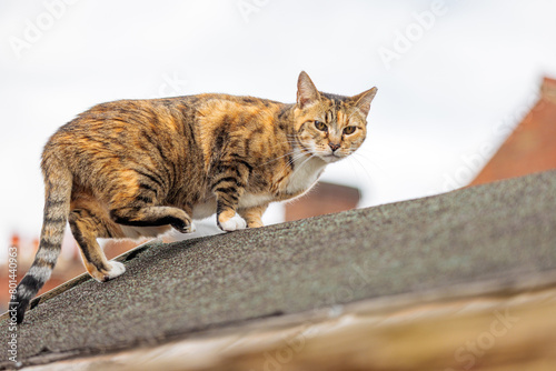 Stray cat walking on rooftop of a england house