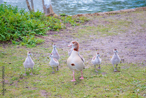 Egyptian goose family. Parent goose leading the babies. River Thames England
