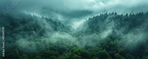 Misty forest