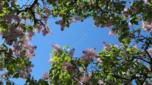 Lilac syringa flowers and blue sky. photo