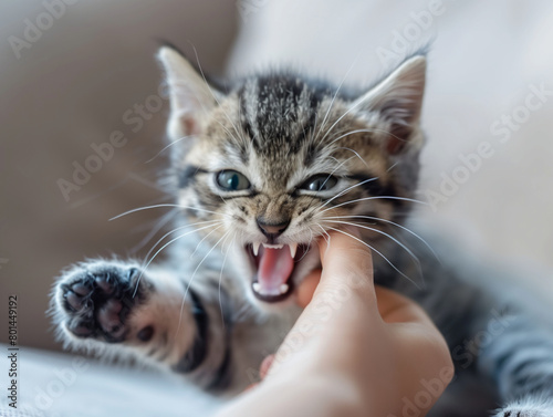 A domestic cat biting a human hand
