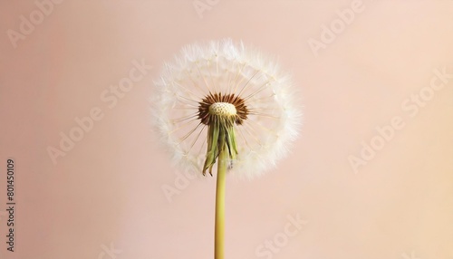 Dandelion flower isolated on a isolated pastel background