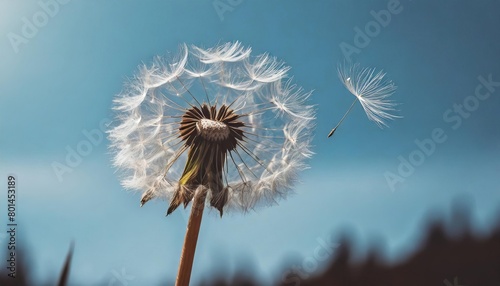 Dandelion Seeds Blowing in the Wind 