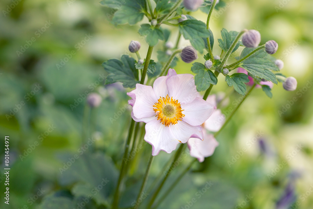 Adorable white anemones in the summer garden. Floriculture, landscape design. Adorable white anemones in the summer garden. Floriculture, landscape design.