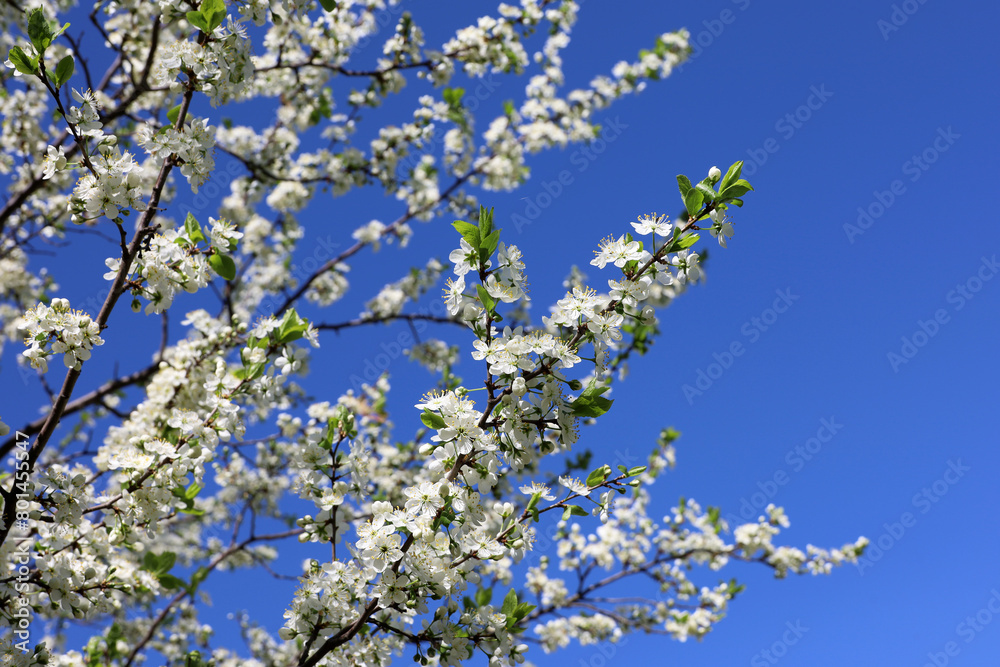 Cherry blossom in spring garden on blue sky background. White flowers and young green leaves on a branch