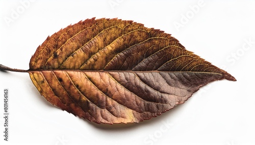 rustic autumn fallen leaf with grunge texture top view isolaten on white background macro photo