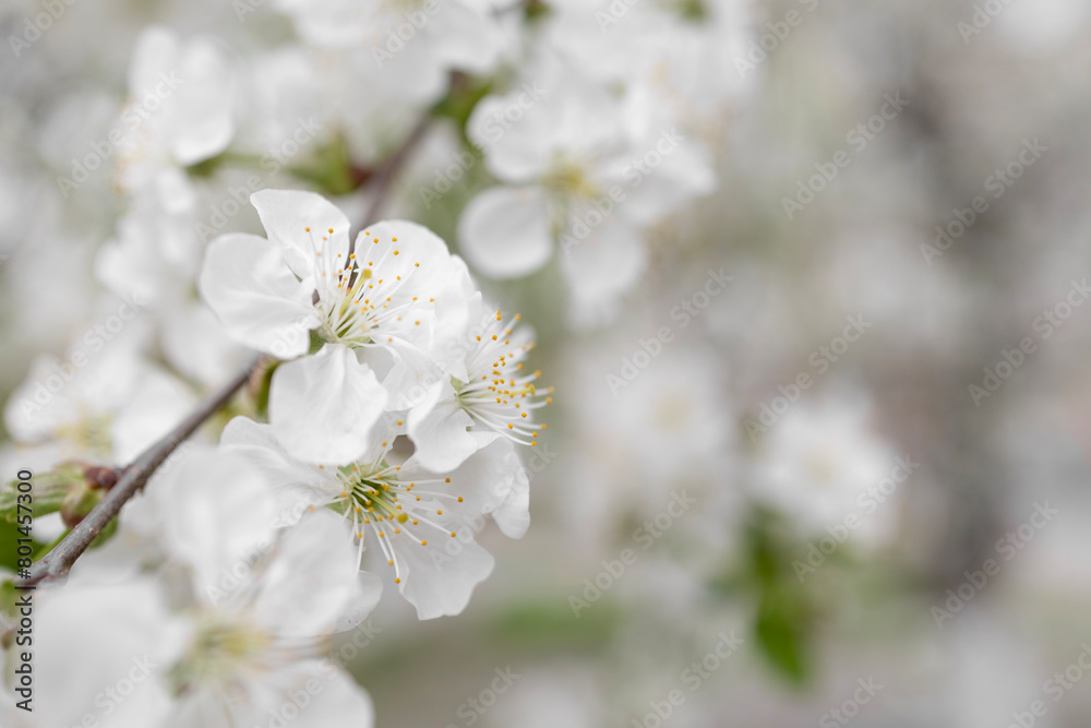 Close up of  cherry blossom in spring . Copy space