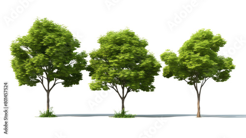 Three trees are standing in a row  with the middle one being the tallest