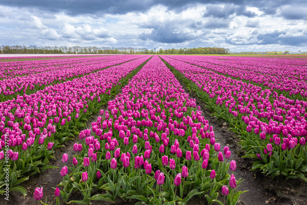 Agricultural tulip fields are in full bloom in the colors purple and pink in the north of the Netherlands in the province of Drenthe.