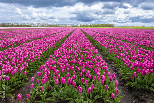 Agricultural tulip fields are in full bloom in the colors purple and pink in the north of the Netherlands in the province of Drenthe.