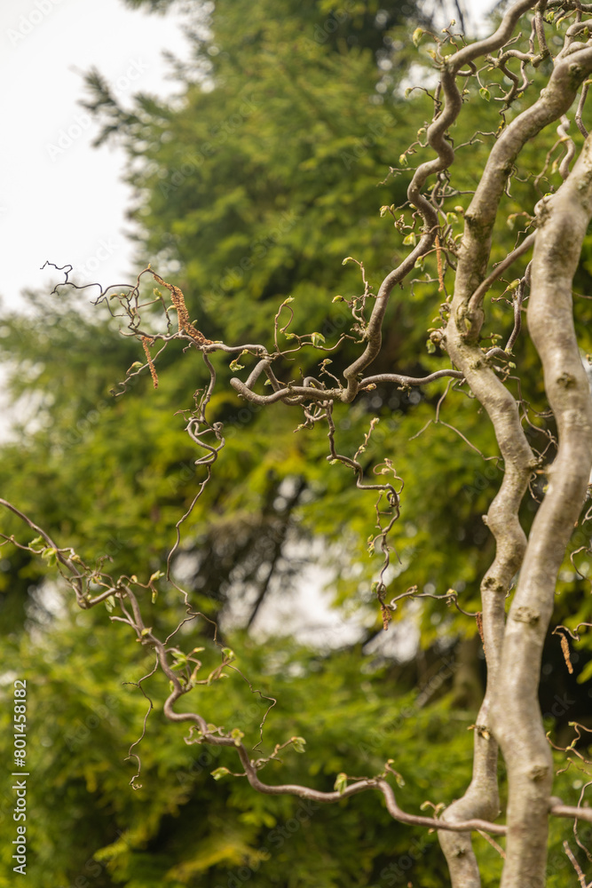 Fototapeta premium Common hazel or Corylus Avellana tree in Zurich in Switzerland