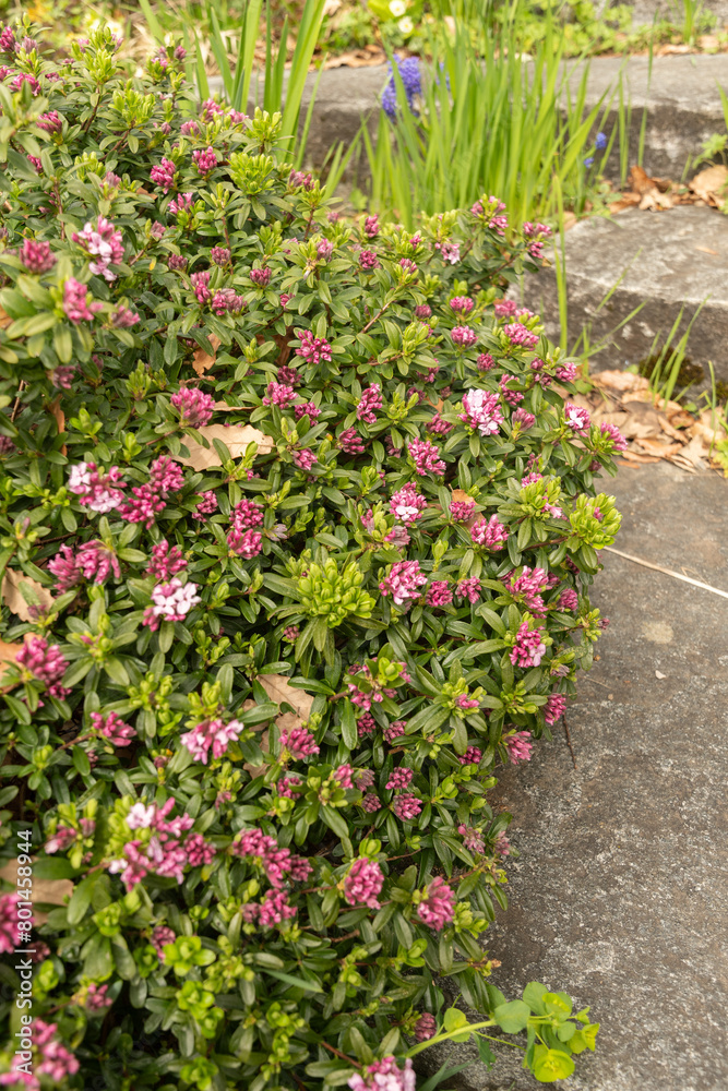 Daphne Sericea plant in Zurich in Switzerland