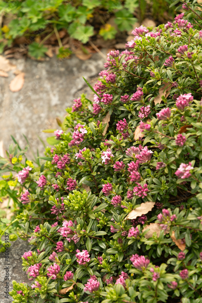 Daphne Sericea plant in Zurich in Switzerland Daphne Sericea plant in Zurich in Switzerland