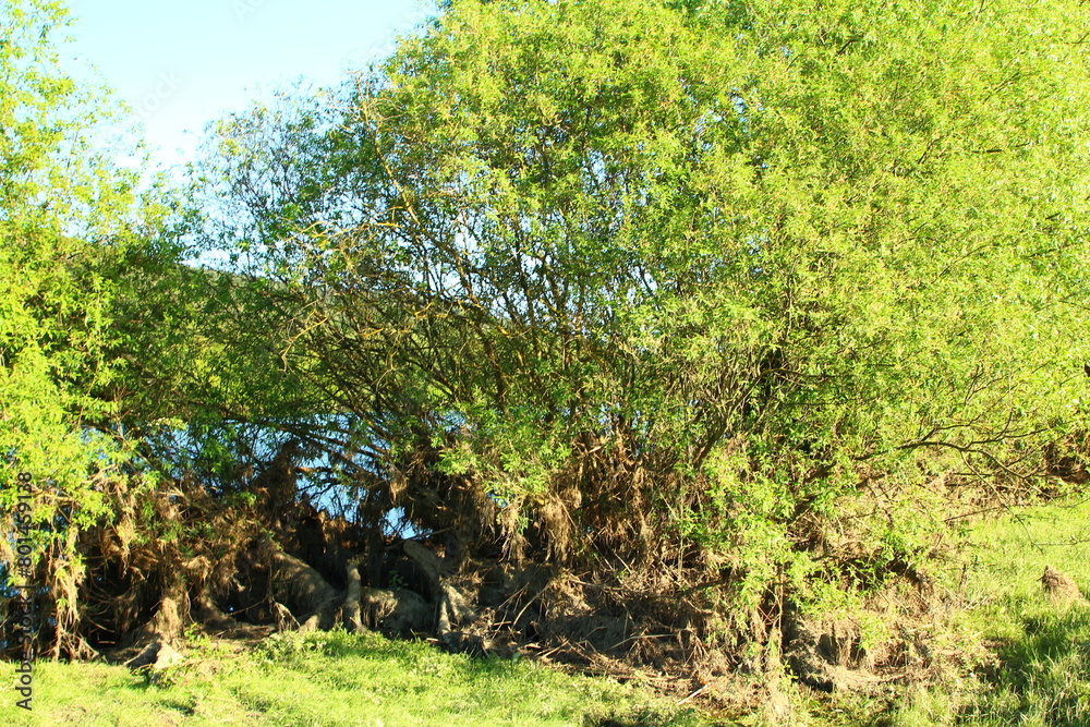 Fototapeta premium A tree with green leaves