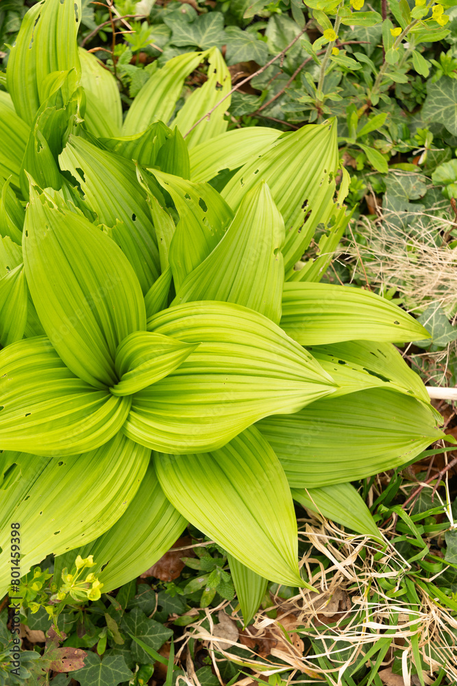Black false hellebore or Veratrum Nigrum plant in Zurich in Switzerland Black false hellebore or Veratrum Nigrum plant in Zurich in Switzerland