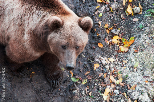 brown adult bears in the autumn forest. predatory hungry bears  © Григорий Юник