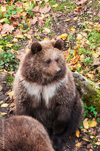 brown adult bears in the autumn forest. predatory hungry bears  © Григорий Юник