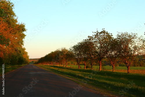 A road with trees on the side