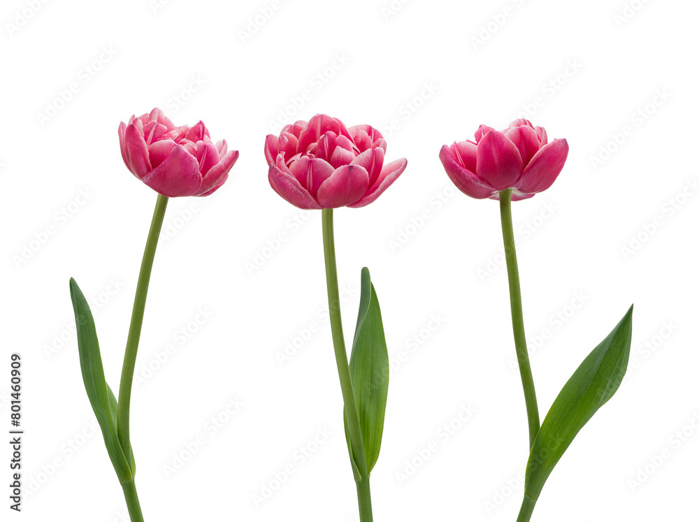 Tulips isolated on white background Tulips isolated on white background