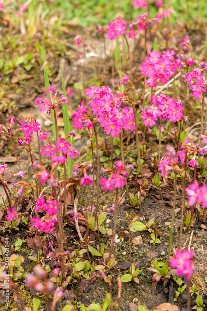 Rosy primrose or Primula Rosea flowers in Zurich in Switzerland