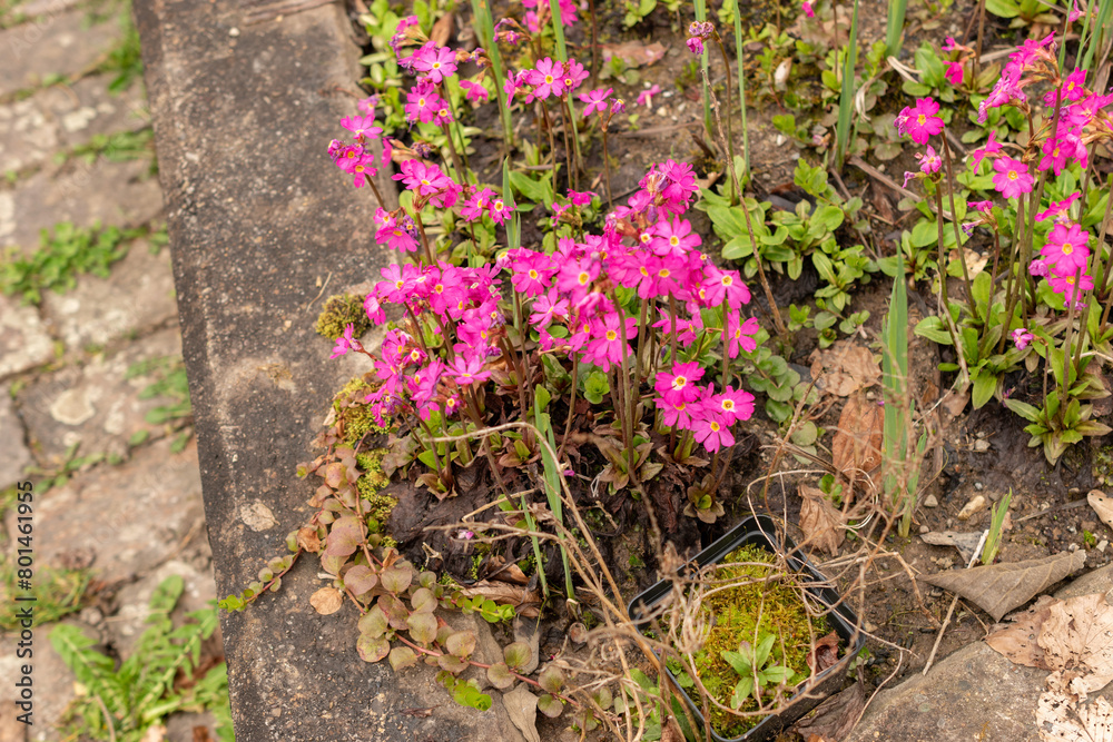 Rosy primrose or Primula Rosea flowers in Zurich in Switzerland Rosy primrose or Primula Rosea flowers in Zurich in Switzerland