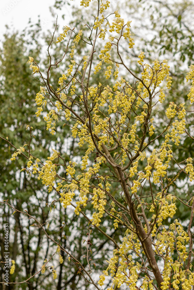 Corylopsis Himalayana plant in Zurich in Switzerland Corylopsis Himalayana plant in Zurich in Switzerland