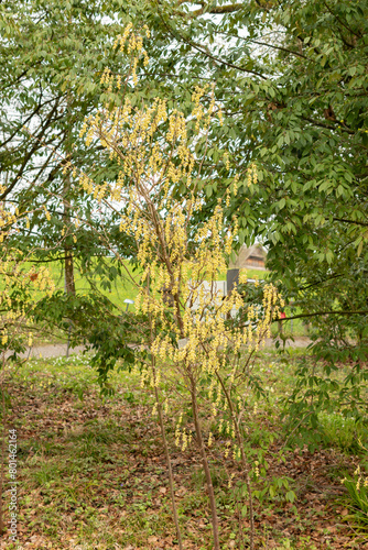 Corylopsis Himalayana plant in Zurich in Switzerland photo