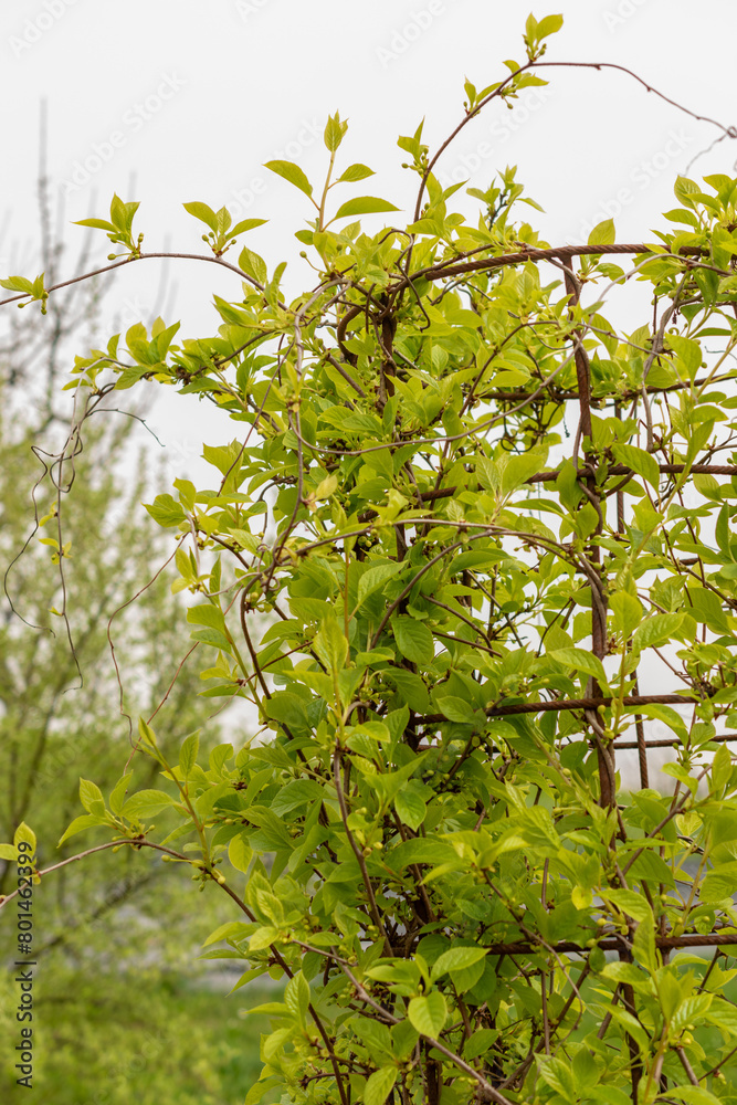 Magnolia berry or Schisandra Chinensis plant in Zurich in Switzerland Magnolia berry or Schisandra Chinensis plant in Zurich in Switzerland