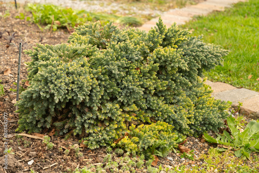 Flaky juniper or Juniperus Squamata plant in Zurich in Switzerland