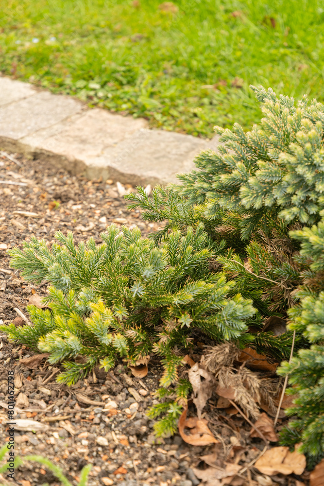 Flaky juniper or Juniperus Squamata plant in Zurich in Switzerland Flaky juniper or Juniperus Squamata plant in Zurich in Switzerland