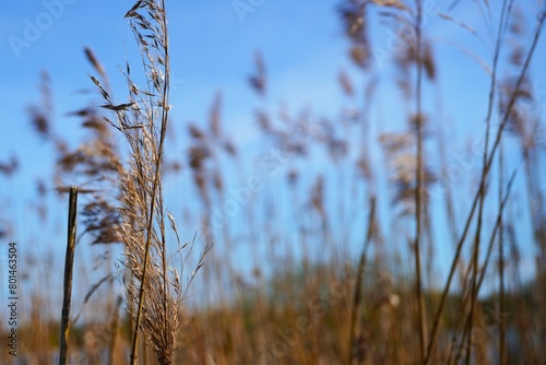 golden dry reed on the lake, marram gras