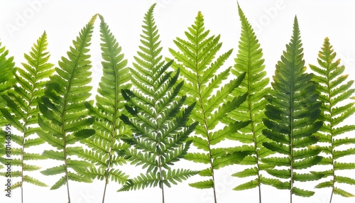 green leaves of fern isolated on transparent background