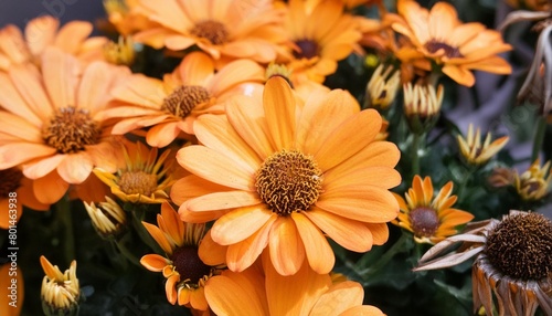 flora orange flower background psych trippy