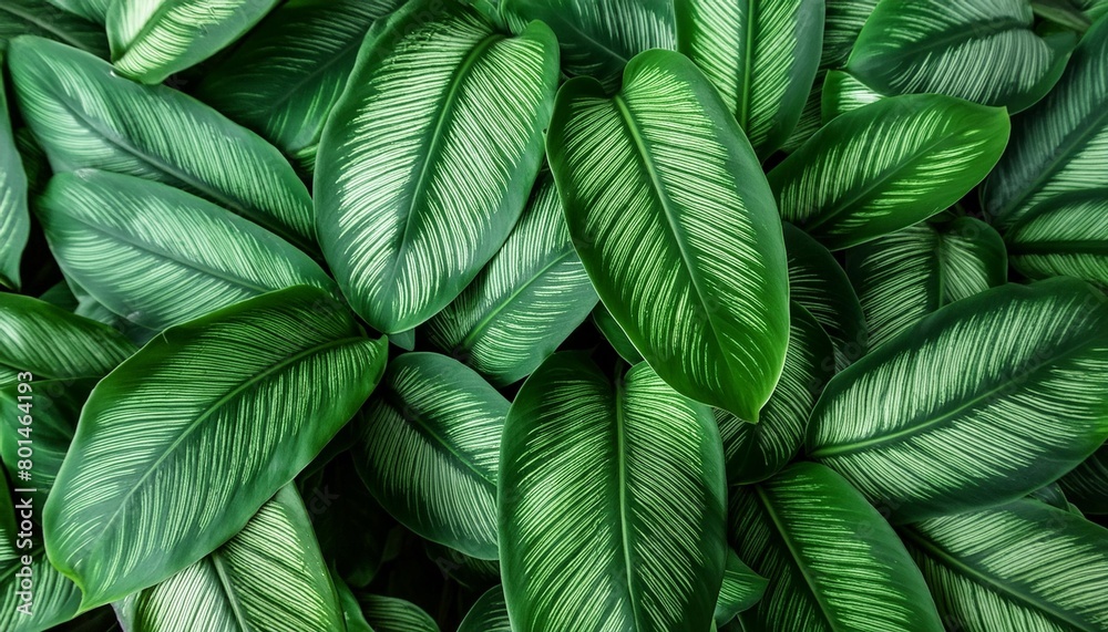 dark green foliage nature background from clean tropical plant leaves