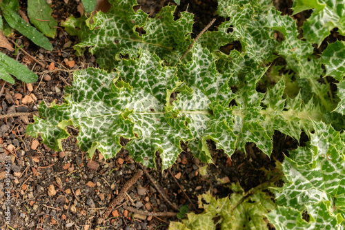 Mary thistle or Silybum Marianum plant in Zurich in Switzerland