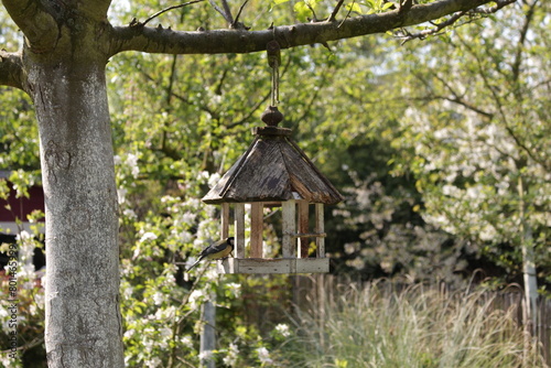 a bird feeder hangs on the tree outside a house's yard © Wirestock