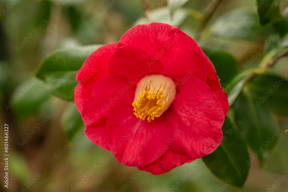 Camellia Japonica plant in Zurich in Switzerland Camellia Japonica plant in Zurich in Switzerland