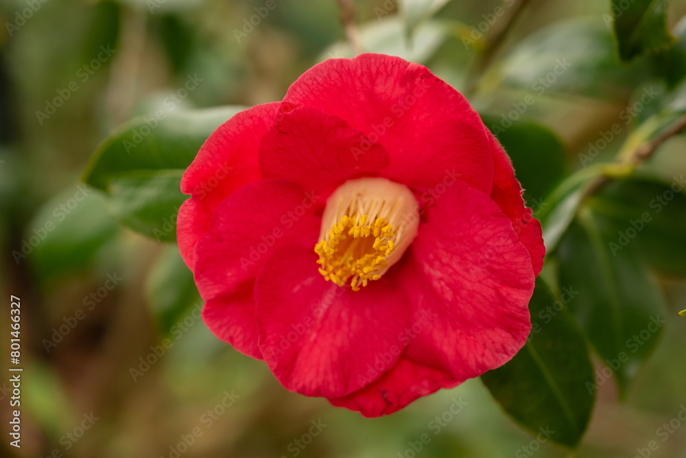 Camellia Japonica plant in Zurich in Switzerland