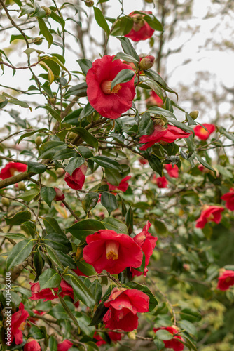 Camellia Japonica plant in Zurich in Switzerland