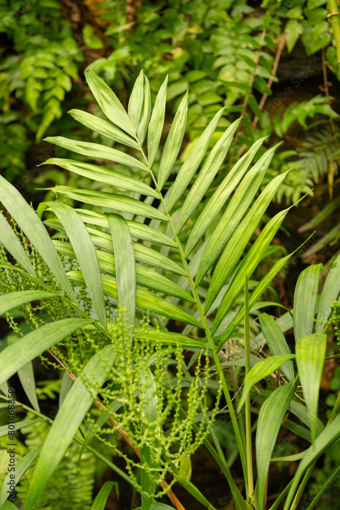 Fototapeta premium Neanthe bella palm or Chamaedorea Elegans plant in Zurich in Switzerland