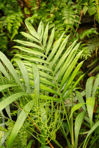 Neanthe bella palm or Chamaedorea Elegans plant in Zurich in Switzerland