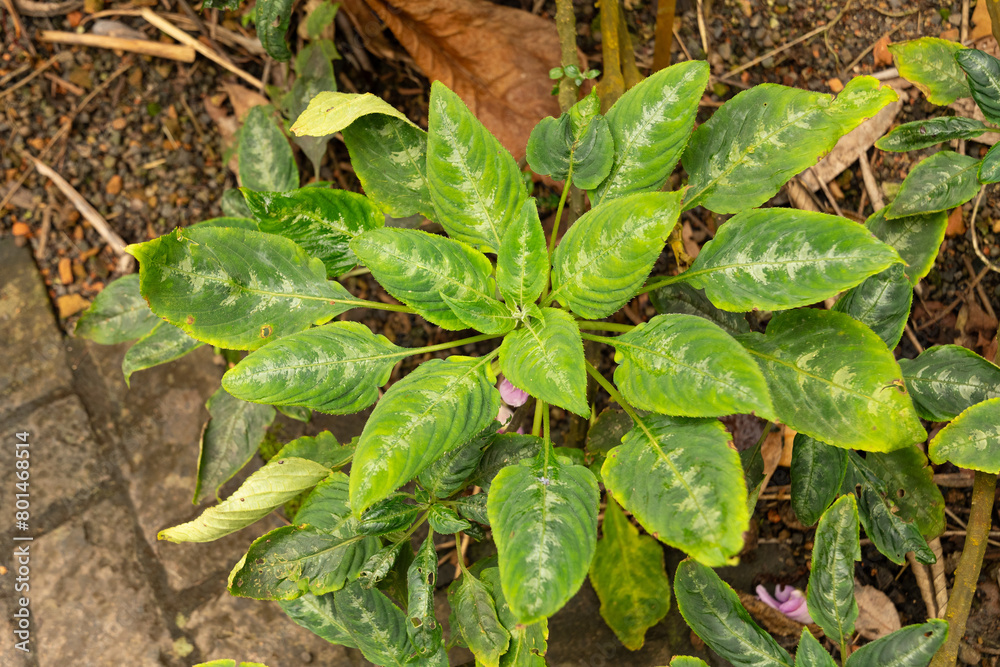 custom made wallpaper toronto digitalImpatiens Mackeyana plant in Zurich in Switzerland