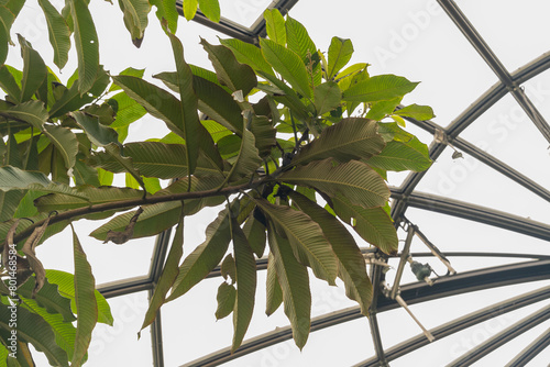 Saurauia Napaulensis plant in Zurich in Switzerland photo