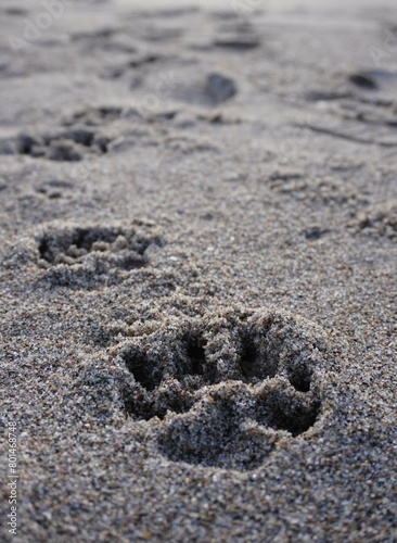 Dog paw print in beach sand