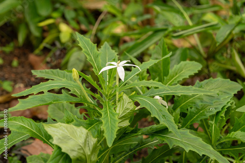 Star of Bethlehem or Hippobroma Longiflora plant in Zurich in Switzerland