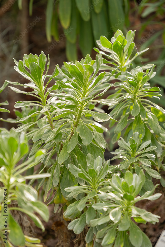 Obraz premium Asteriscus Intermedius plant in Zurich in Switzerland